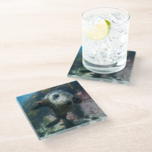 Cutest Baby Animals Underwater Cape Fur Seal Glass Coaster