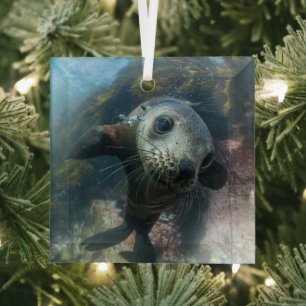 Cutest Baby Animals   Underwater Cape Fur Seal Glass Tree Decoration