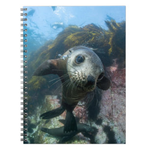 Cutest Baby Animals   Underwater Cape Fur Seal Notebook