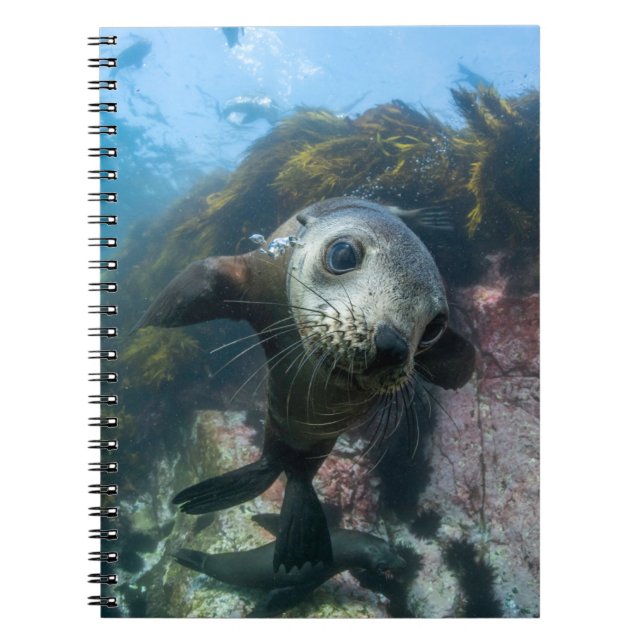 Cutest Baby Animals | Underwater Cape Fur Seal Notebook (Front)