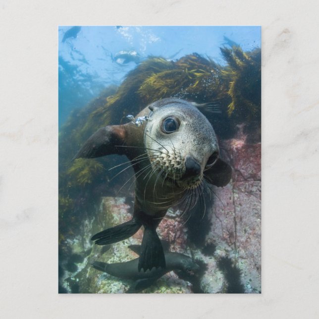Cutest Baby Animals | Underwater Cape Fur Seal Postcard (Front)