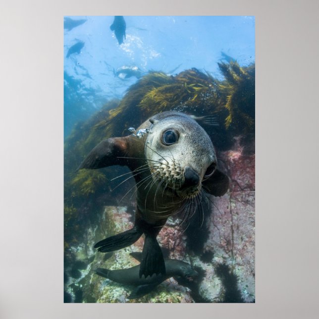 Cutest Baby Animals | Underwater Cape Fur Seal Poster (Front)