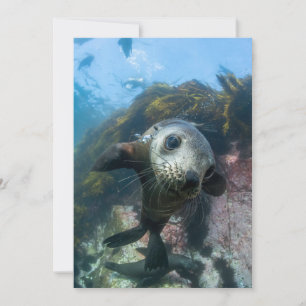 Cutest Baby Animals   Underwater Cape Fur Seal Thank You Card