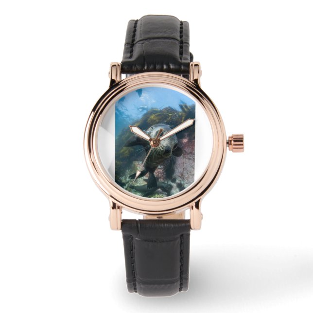 Cutest Baby Animals | Underwater Cape Fur Seal Watch (Front)