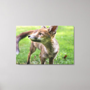 Cutest Baby Animals Urban Fox Canvas Print