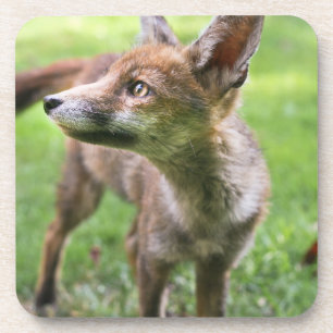 Cutest Baby Animals Urban Fox Coaster
