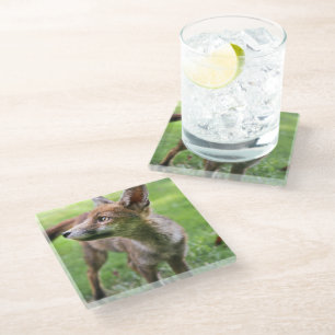 Cutest Baby Animals Urban Fox Glass Coaster