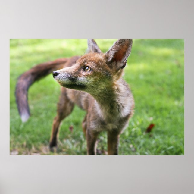 Cutest Baby Animals | Urban Fox Poster (Front)