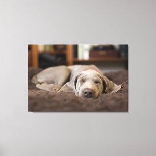Cutest Baby Animals Weimaraner Puppy Sleeping Canvas Print