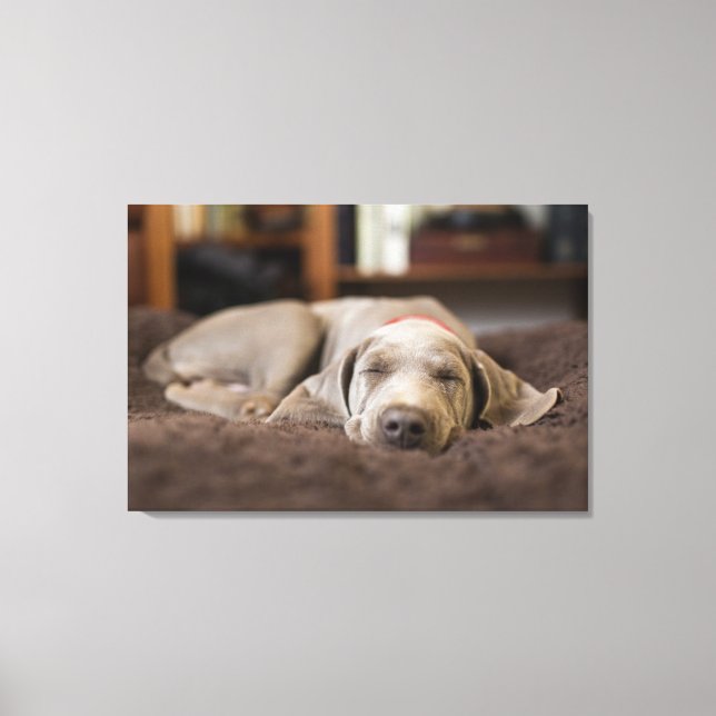 Cutest Baby Animals | Weimaraner Puppy Sleeping Canvas Print (Front)