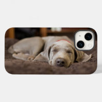 Cutest Baby Animals | Weimaraner Puppy Sleeping