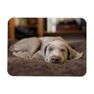 Cutest Baby Animals   Weimaraner Puppy Sleeping Magnet