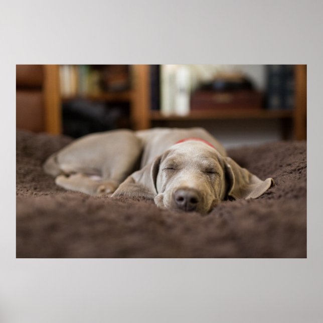 Cutest Baby Animals | Weimaraner Puppy Sleeping Poster (Front)