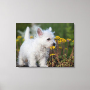 Cutest Baby Animals   West Highland White Terrier Canvas Print