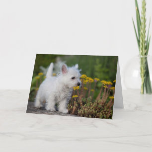 Cutest Baby Animals   West Highland White Terrier Card