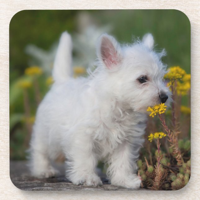 Cutest Baby Animals | West Highland White Terrier Coaster (Front)