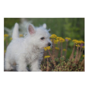 Cutest Baby Animals   West Highland White Terrier Faux Canvas Print