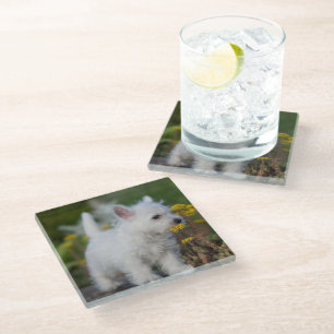 Cutest Baby Animals   West Highland White Terrier Glass Coaster