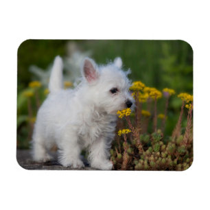 Cutest Baby Animals   West Highland White Terrier Magnet