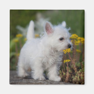Cutest Baby Animals West Highland White Terrier Magnet