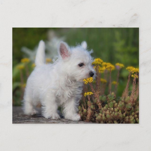 Cutest Baby Animals | West Highland White Terrier Postcard (Front)
