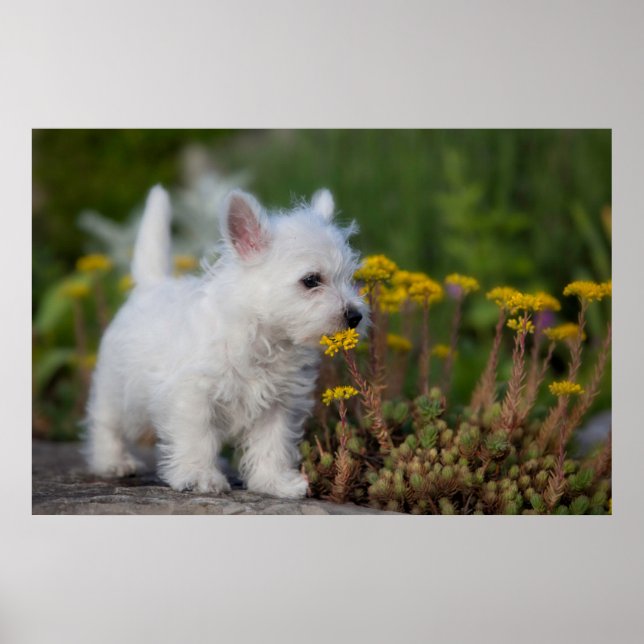 Cutest Baby Animals | West Highland White Terrier Poster (Front)