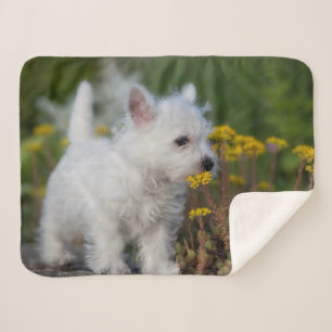 Cutest Baby Animals   West Highland White Terrier Sherpa Blanket