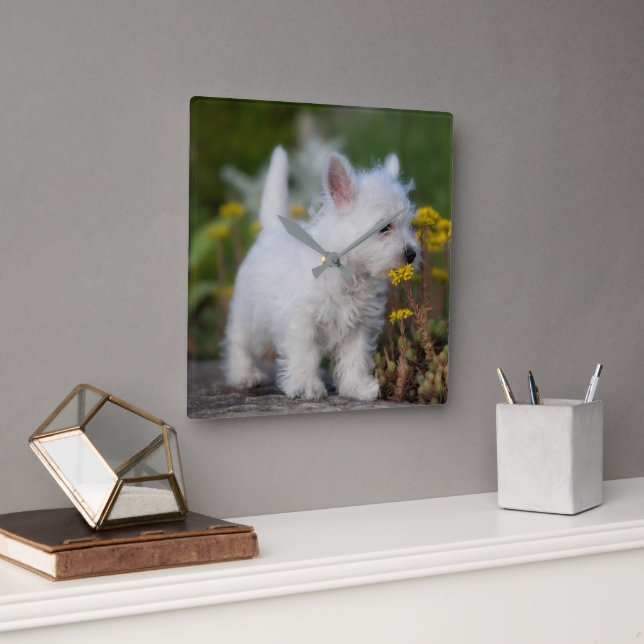 Cutest Baby Animals | West Highland White Terrier Square Wall Clock (Office)