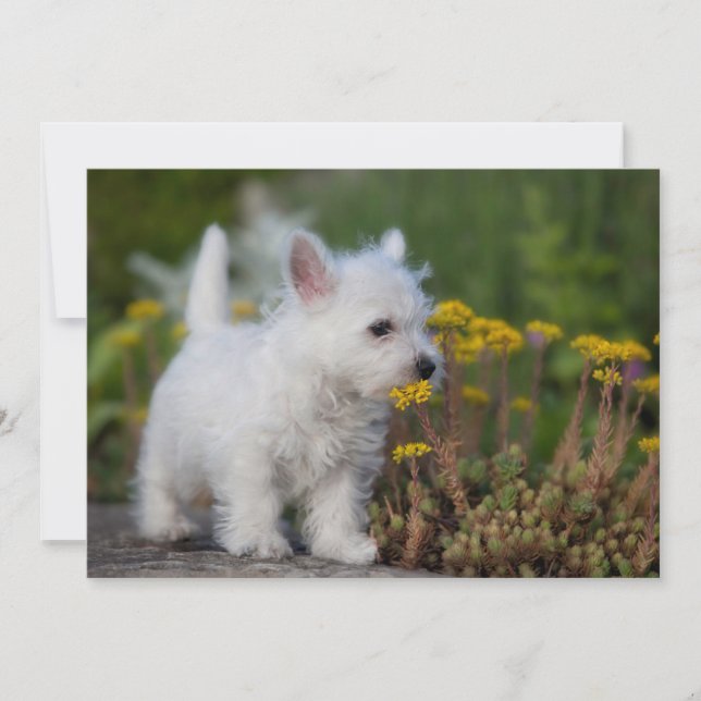 Cutest Baby Animals | West Highland White Terrier Thank You Card (Front)