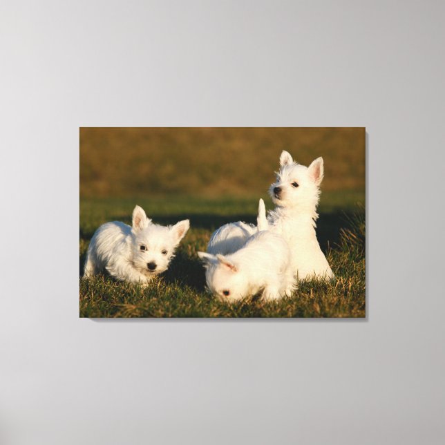 Cutest Baby Animals | West Highland White Terriers Canvas Print (Front)