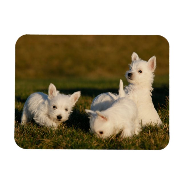 Cutest Baby Animals | West Highland White Terriers Magnet (Horizontal)