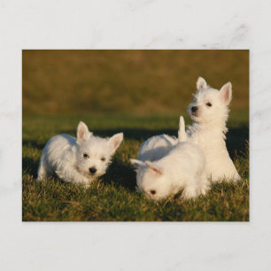 Cutest Baby Animals   West Highland White Terriers Postcard