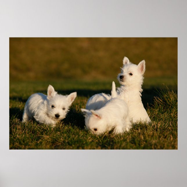 Cutest Baby Animals | West Highland White Terriers Poster (Front)