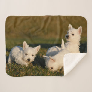 Cutest Baby Animals West Highland White Terriers Sherpa Blanket