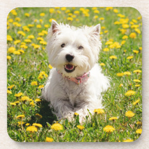 Cutest Baby Animals   Westie Dog in Dandelions Coaster