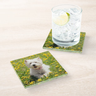 Cutest Baby Animals   Westie Dog in Dandelions Glass Coaster