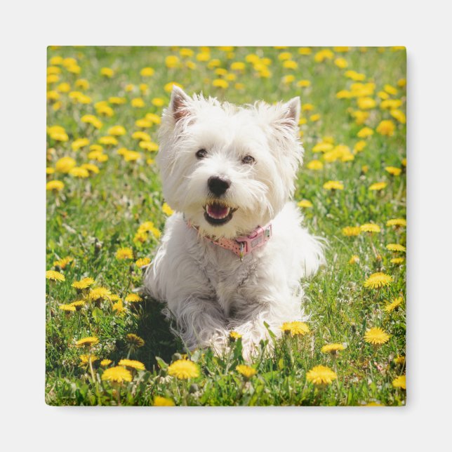 Cutest Baby Animals | Westie Dog in Dandelions Magnet (Front)