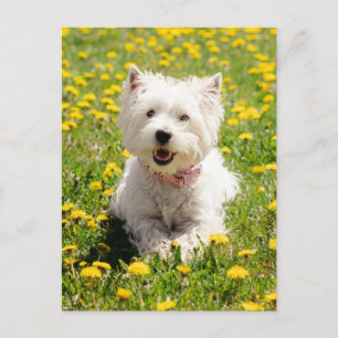 Cutest Baby Animals   Westie Dog in Dandelions Postcard
