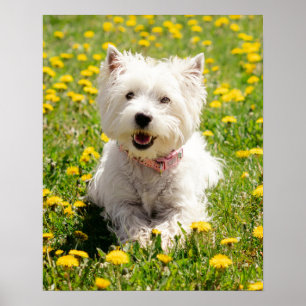 Cutest Baby Animals   Westie Dog in Dandelions Poster