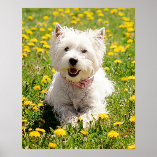 Cutest Baby Animals | Westie Dog in Dandelions Poster (Front)