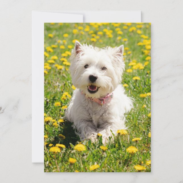 Cutest Baby Animals | Westie Dog in Dandelions Thank You Card (Front)
