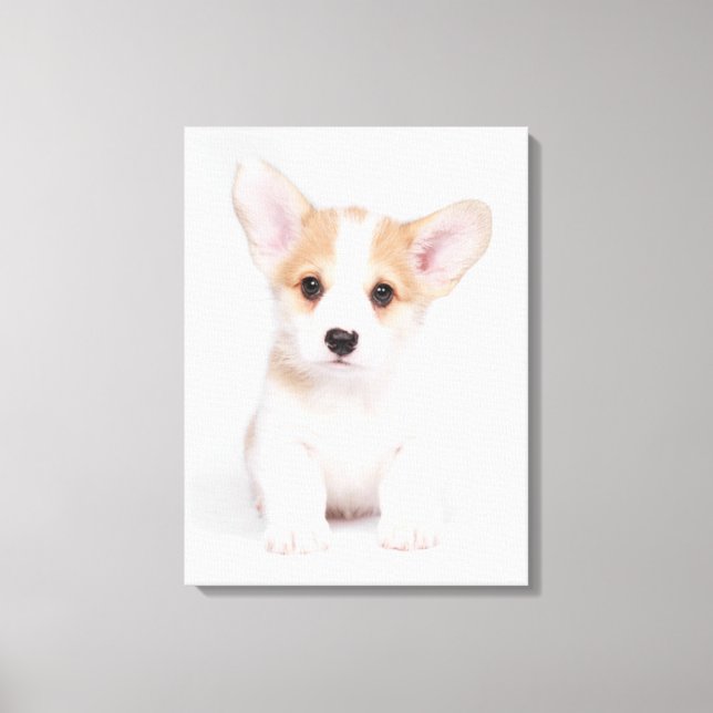 Cutest Baby Animals | White Corgi Puppy Canvas Print (Front)