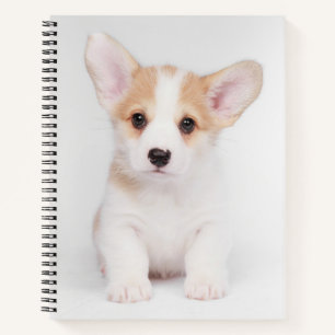Cutest Baby Animals   White Corgi Puppy Notebook