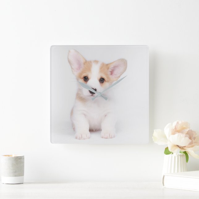 Cutest Baby Animals | White Corgi Puppy Square Wall Clock (Home)