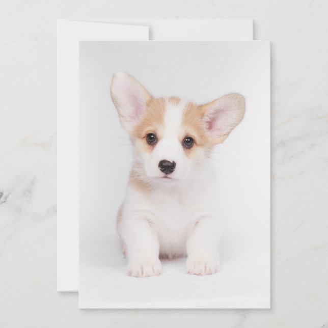 Cutest Baby Animals | White Corgi Puppy Thank You Card (Front)