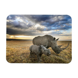 Cutest Baby Animals   White Rhino & Calf Magnet