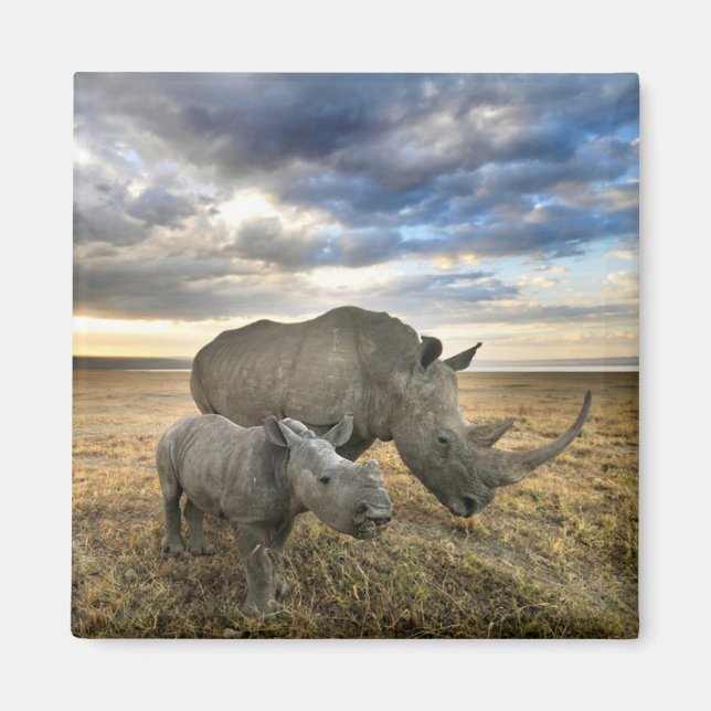 Cutest Baby Animals | White Rhino & Calf Magnet (Front)
