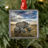 Cutest Baby Animals | White Rhino & Calf