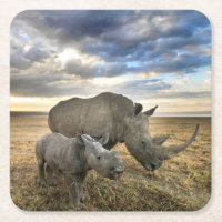 Cutest Baby Animals | White Rhino & Calf