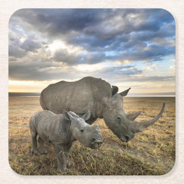 Cutest Baby Animals | White Rhino & Calf Square Paper Coaster (Front)